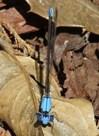Blue-fronted Dancer